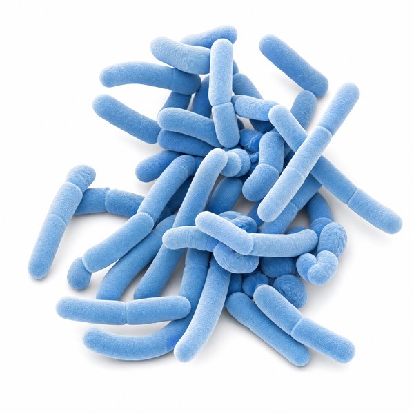 Lacticaseibacillus paracasei