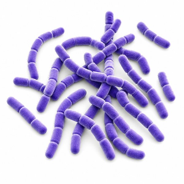 Lacticaseibacillus rhamnosus GG